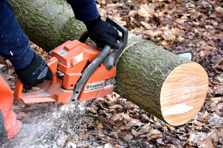 Illustration for article titled Ensure You're Going To Obtain The Right Help For Trees In Your Lot